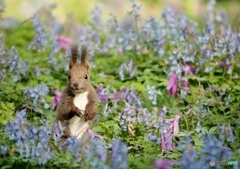 お花畑のエゾリスちゃんIMG_1181 (800x565)