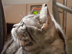 P4200004 まいね-む チェリ-