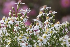 90DC380E-C0E2-40BE-9560-F0875C6429EC