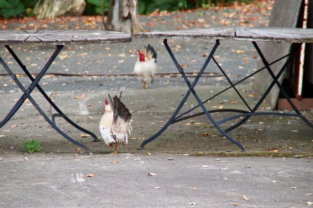 33199F1E-庭に2羽 にわとり