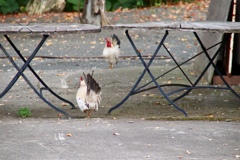 33199F1E-庭に2羽 にわとり