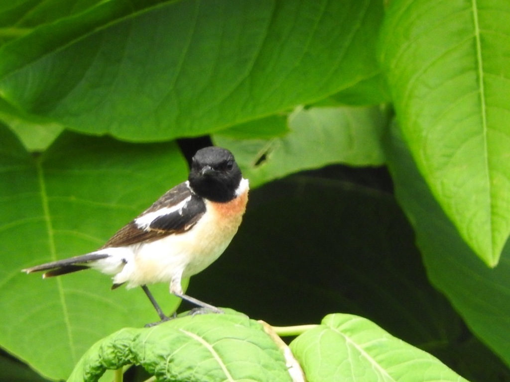 B173C290-9532-48B9-8707-26F700302FEB