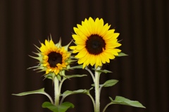 78F30E9C-F123-419C-99C2-B8F05359AF55