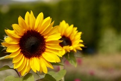 C4C8C2FC-978E-41CA-8AF7-F74BE4CAD53C