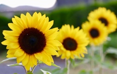 17F4A5B5-F807-4F4F-BE89-2697611D5EC5