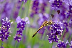 319DCBBB-E666-48F0-8843-BE75DFEA0A2A