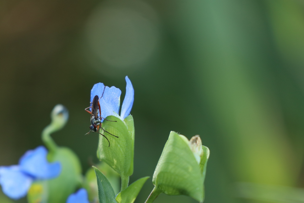 33D34C06-小さい秋と小さい虫