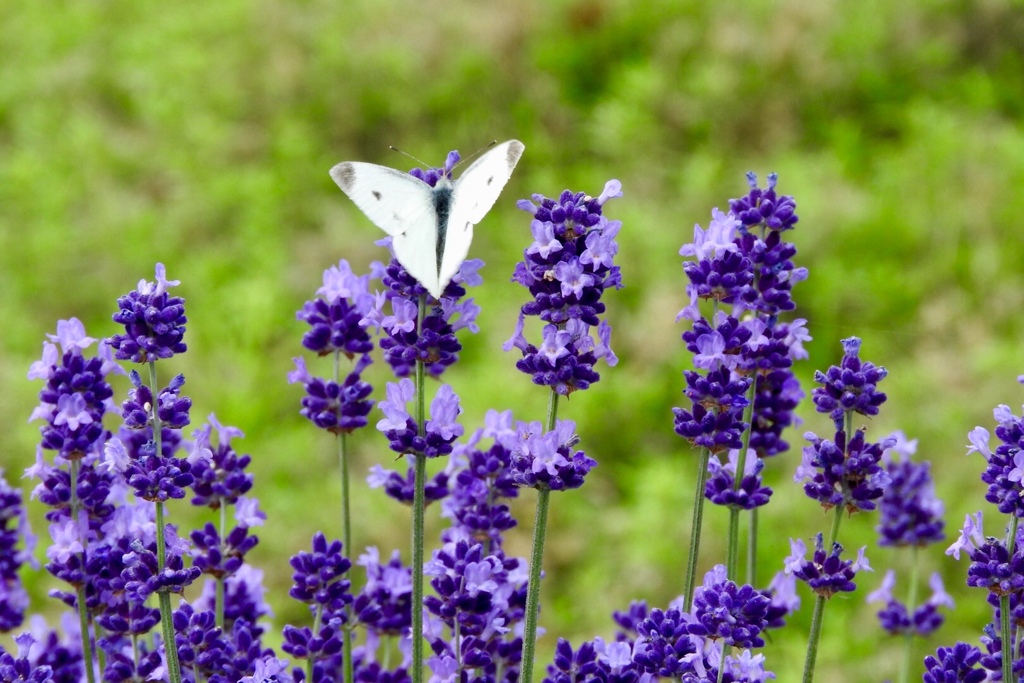 2432627E-29C8-495C-B893-A7040EFF38B2