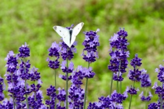 2432627E-29C8-495C-B893-A7040EFF38B2