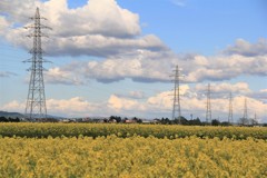 IMG_5646 鉄塔と菜の花畑