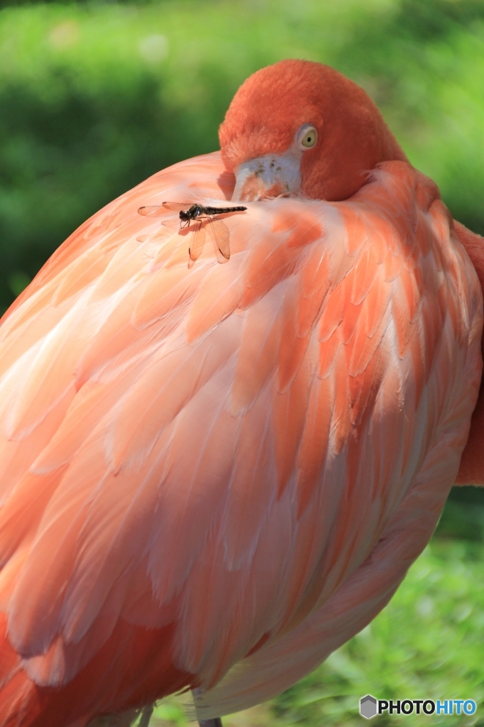 これが本当の羽毛布団てかっ。