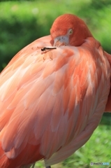 これが本当の羽毛布団てかっ。