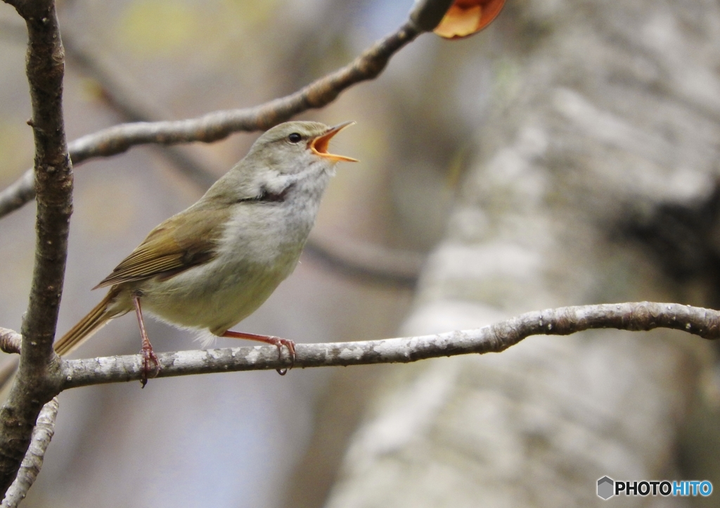 DSCN9745うぐいす