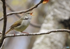 DSCN9745うぐいす