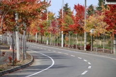 3C71EB58-AEE8-紅葉街道 2