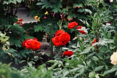 534796E9-A4A3-43A6-BDCB-259B104201D9