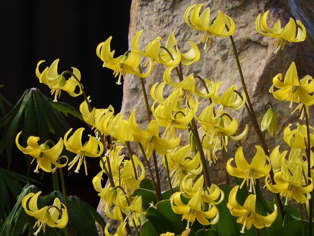 DSCN0194　黄花カタクリ