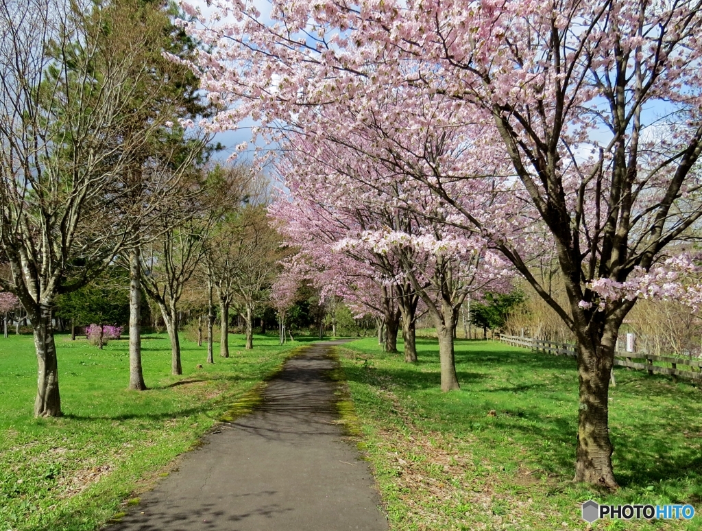 IMG_3262春の小路