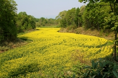 菜の川じゃなく菜の花です。