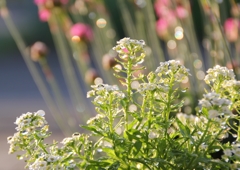 IMG_6012雨上がり