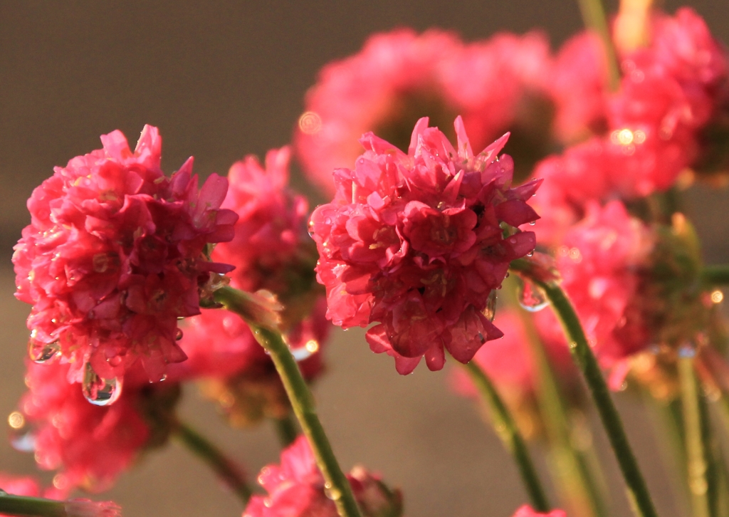 IMG_6029急な雨、後の陽が眩い