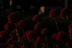 IMG_6013 妖しい赤