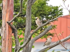 DSCN9989　また　鳥をとりました？