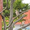 DSCN9989　また　鳥をとりました？