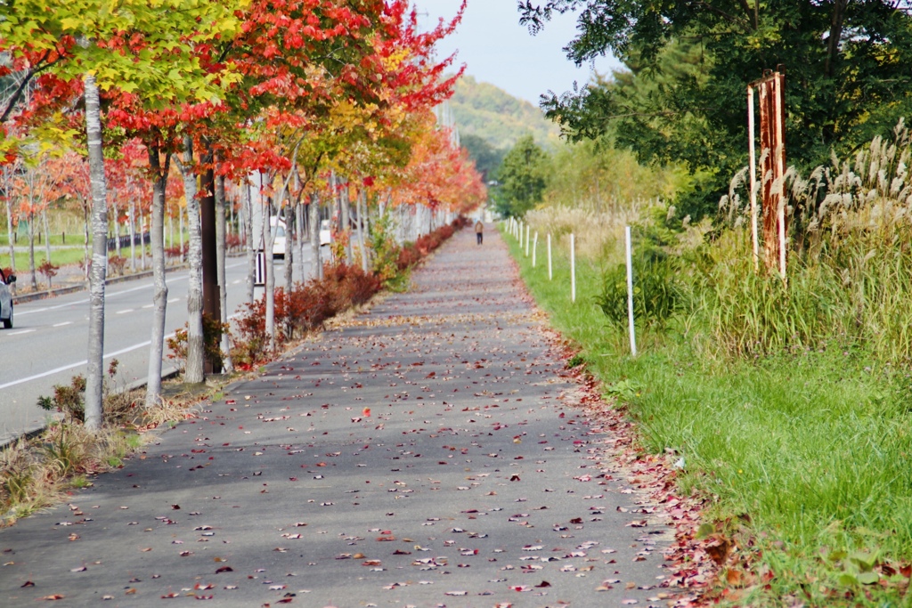 6D1282CF-3F02-紅葉街道 1