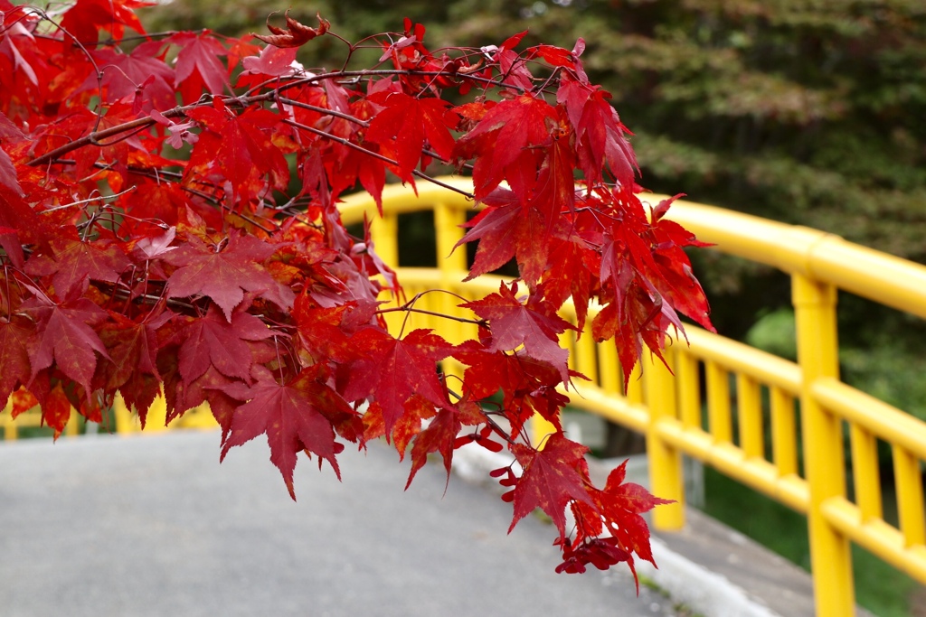 AFB21F31-秋です、早いですけど