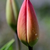 IMG_9909　開花前