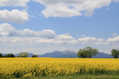 IMG_5613 日本一か二位の菜の花畑
