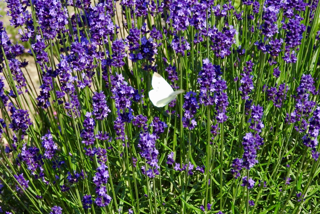 A20D9EEC-EA9F-4BB3-9605-C70AECCD4D65