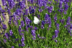 A20D9EEC-EA9F-4BB3-9605-C70AECCD4D65