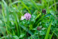 394834A3-蝶、超小さい!