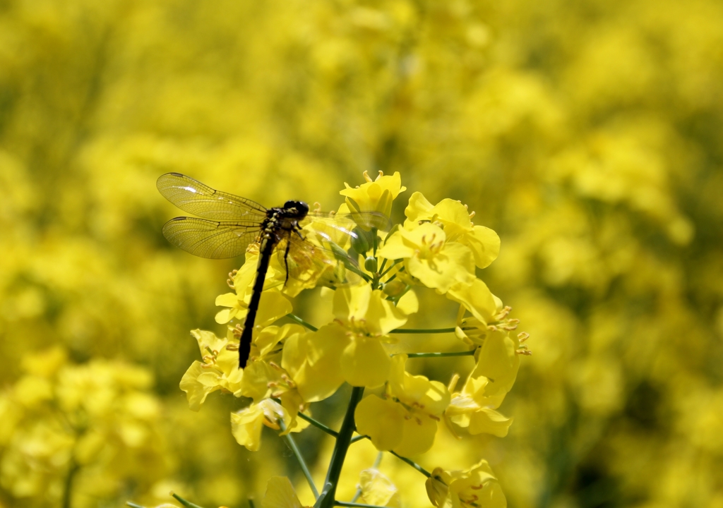IMG_5619　菜の花とトンボ