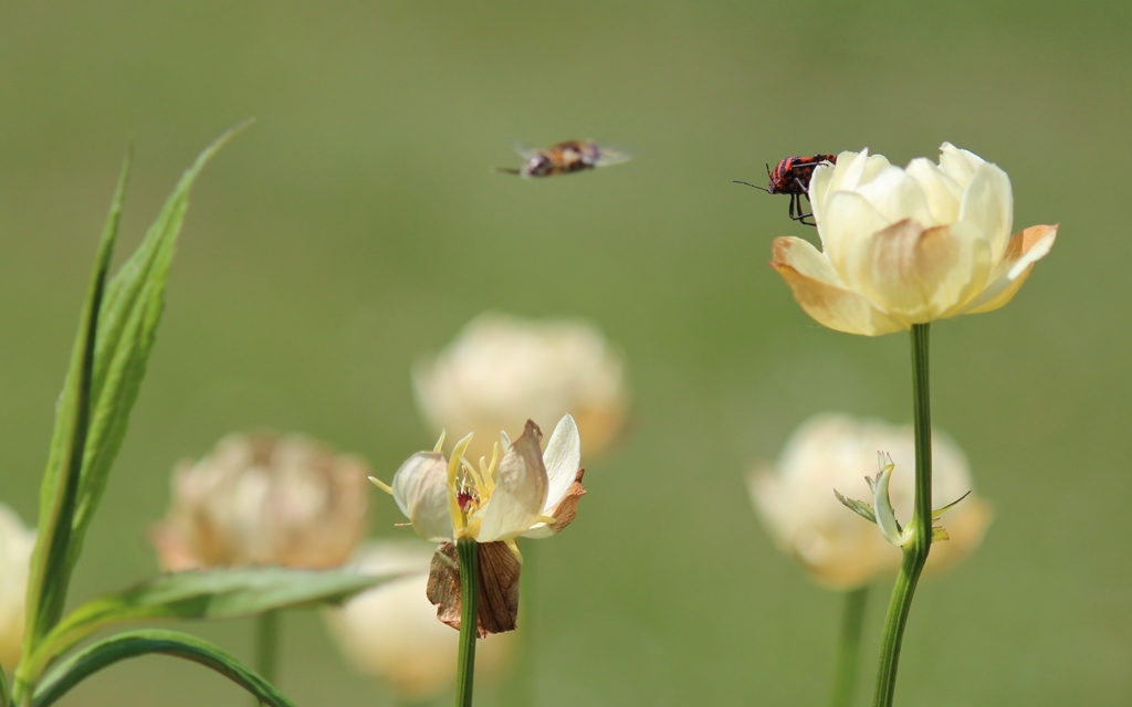 IMG_1992　むっ　敵か、味方か？