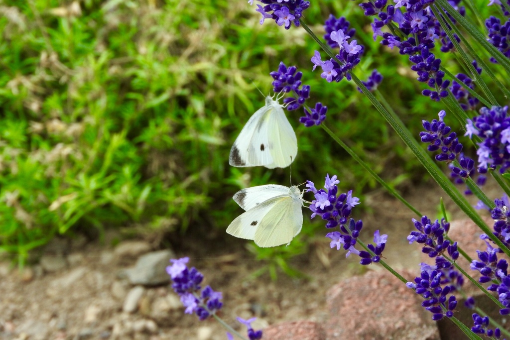 70425131-998D-44E5-A549-7314A4FB1F8E