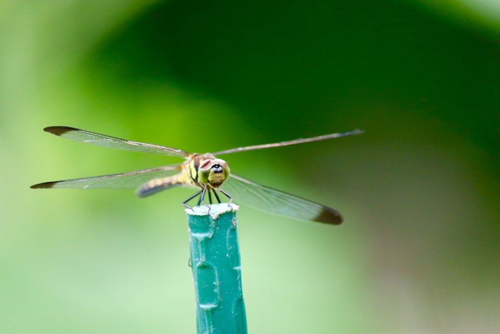 FBFC0FDE-70A8-422E-8146-4FB315DE581D