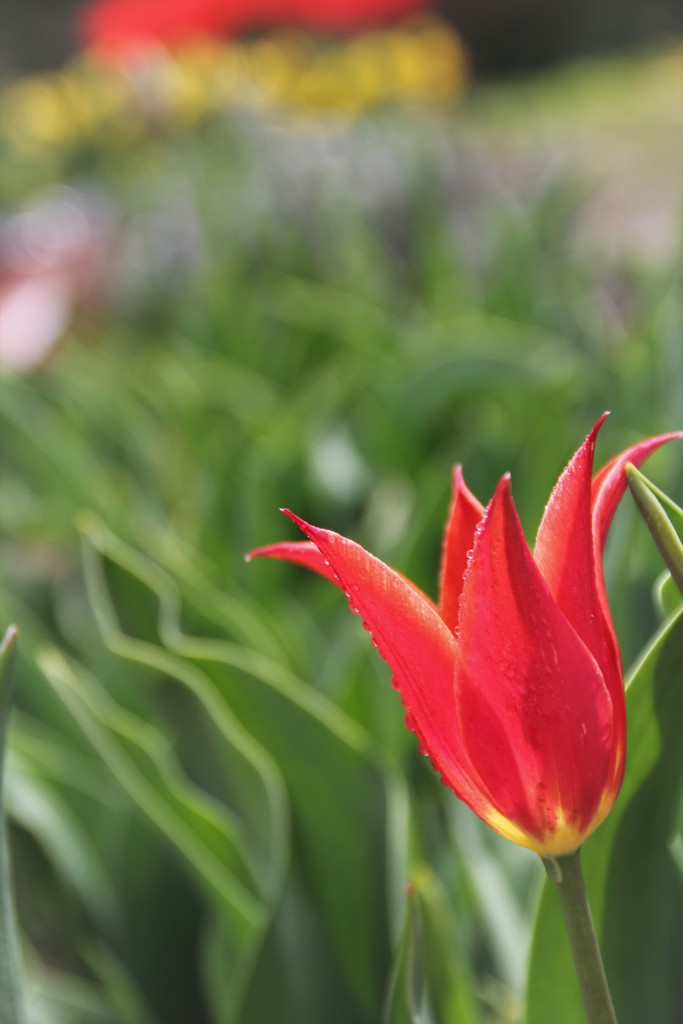 IMG_4917 (2)真っ赤なチュ－リップ