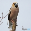 DSCN0013　鳥を撮りました。