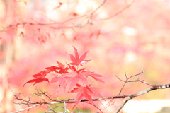 B4920EA9-E175-4423-A9E9-429AD570AA06