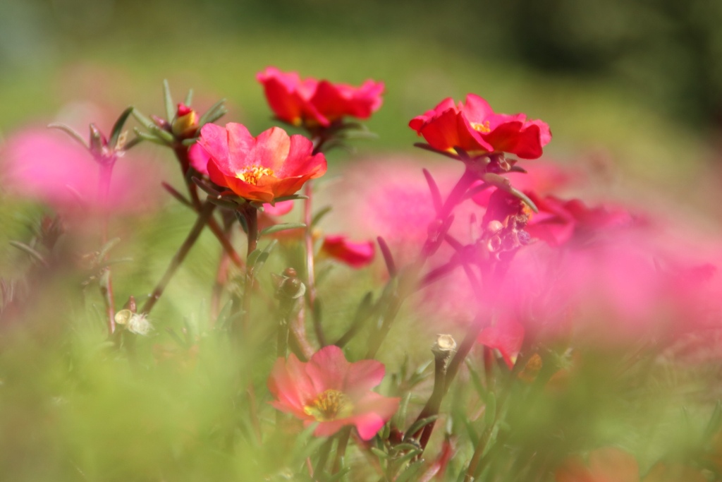 29A57168-松葉ぼたん