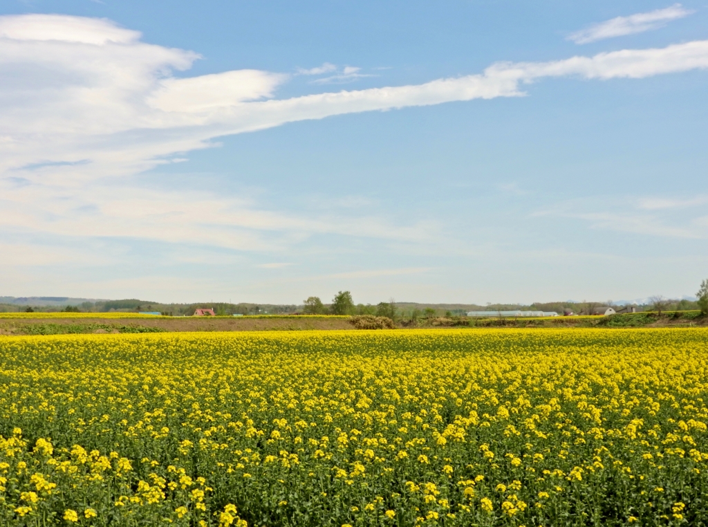 FSCN0390菜の花日和