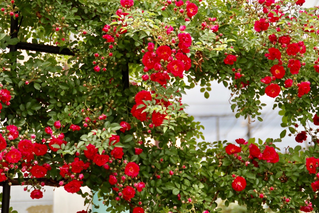 4F2D773A-312A-4215-ADB5-E8C4EF2C654E