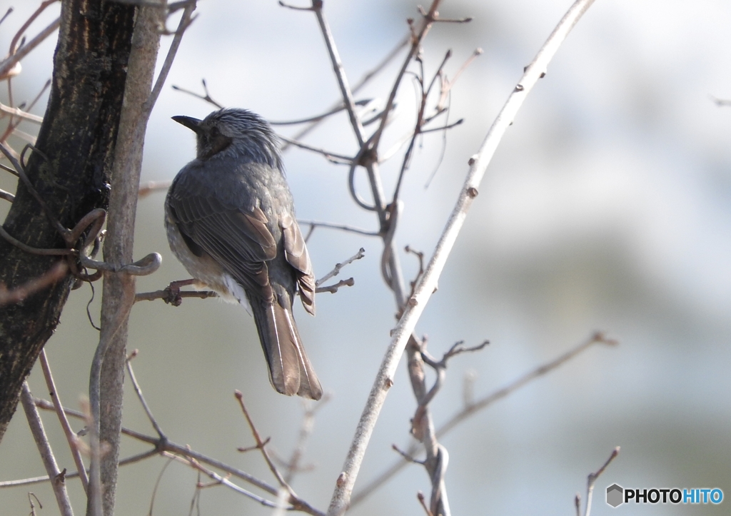 DSCN8759　これは解る　ヒヨだ