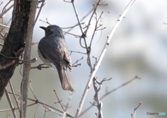 DSCN8759 これは解る ヒヨだ