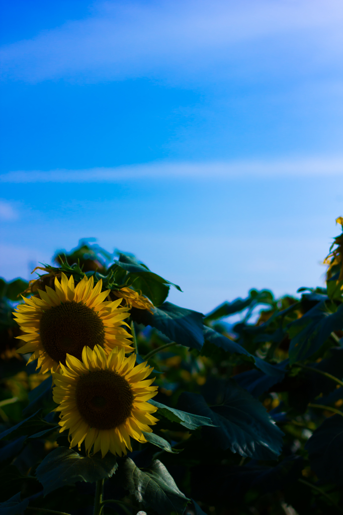 青空と太陽と、