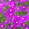 松葉菊