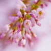 桜 -2018- Cherry Blossoms